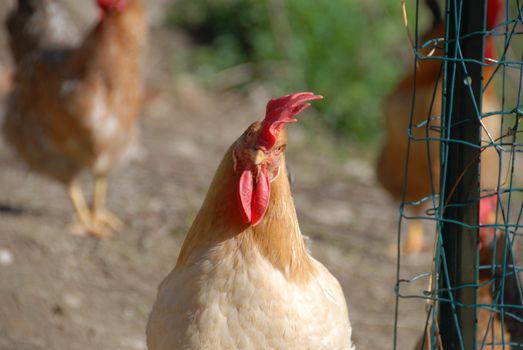 Hens in the enclosure of a farm