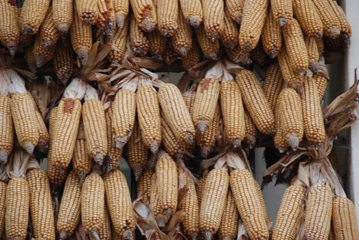 Corn cobs interwoven with each other to dry