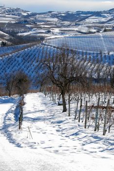 View of Langhe hills near Serralunga d'Alba, Piedmont - Italy