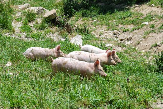 Some piglets run in a meadow