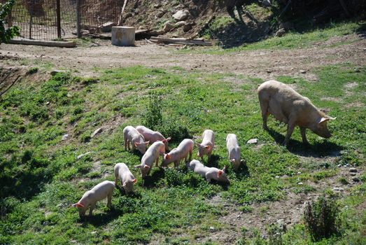 Some piglets run in a meadow