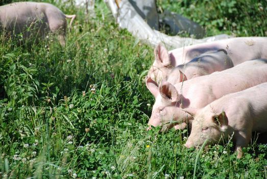 Some piglets looking for food