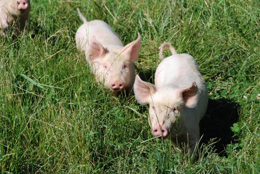 Free pigs in a green meadow