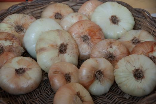 White onion of Fara Filiorum Petri, Abruzzo - Italy