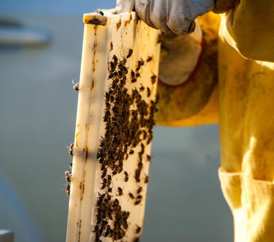 A beekeeper controls the honeys with bees