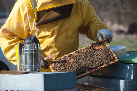 A beekeeper controls the honeys with bees