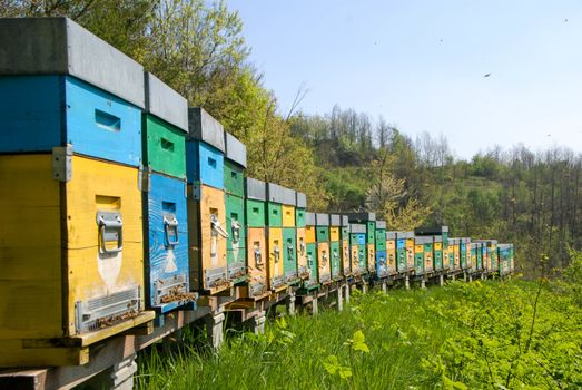 Bees in hives produce sweet honey