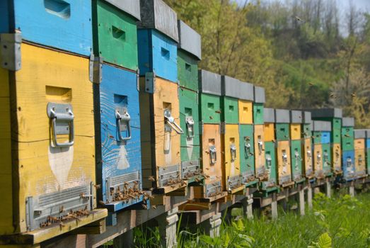 Bees in hives produce sweet honey