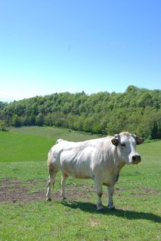 Cows grazing free in Langa, Piedmont - Italy