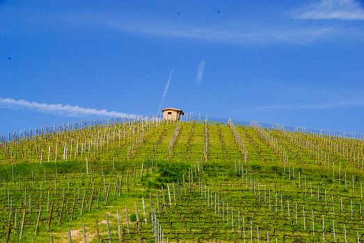 View of the Langhe vineyards, Piedmont - Italy