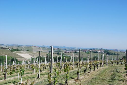 Vineyards of the Langhe near La Morra, Piedmont - Italy