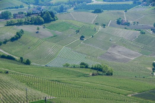 Vineyards of the Langhe near La Morra, Piedmont - Italy