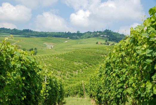 View of Langhe hills with vineyards near La Morra, Piedmont - Italy