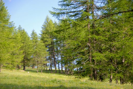 Pine forest near Pracatinat near Ptacatinat, Piedmont - Italy