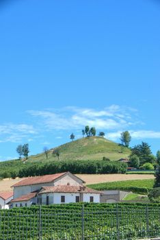 Hill of the Langhe with trees