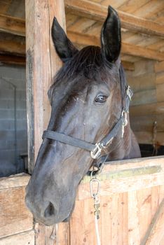 Profile of the head of a horse in the stable