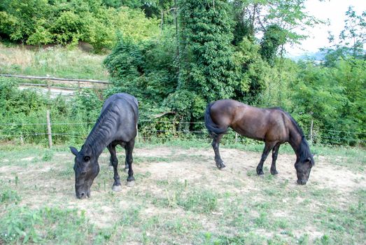 Meadow with horses grazing, Cortemilia, Piedmont - Italy
