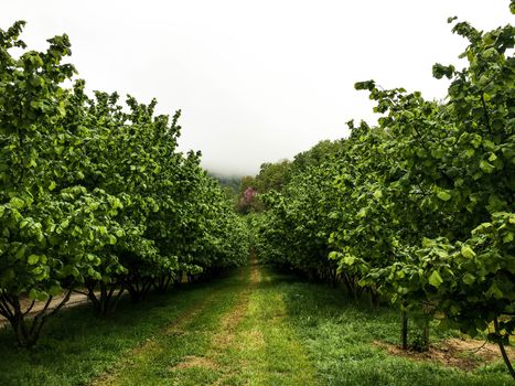 Hazelnuts in Cortemilia, Piedmont, Italy