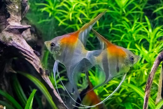 red shoulder moon fishes swimming in the water together, tropical fishes from Rio Manacapuru