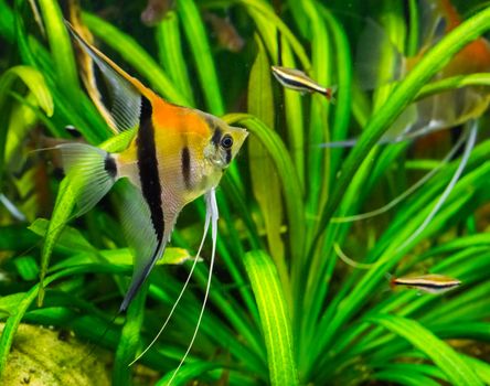 red shoulder moonfish in closeup, A exotic aquarium pet from Rio Manacapuru