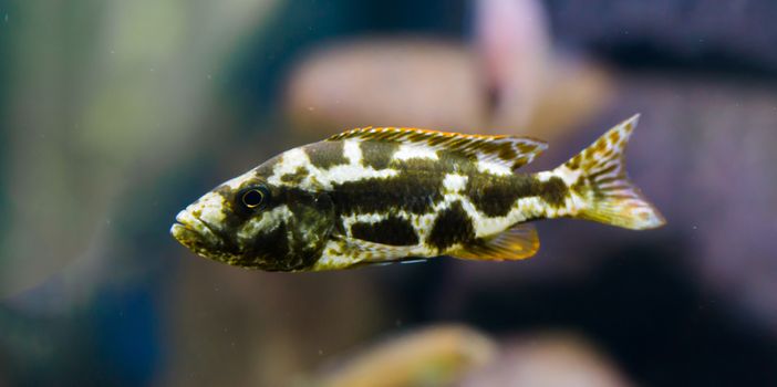 juvenile livingston's cichlid fish, young fish with the colors dark brown, white and orange, a tropical aquarium pet from the lake of malawi