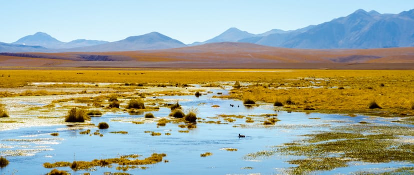 Beautiful landscape in Argentina with a little duck in a lake in the front with some mountains at the back