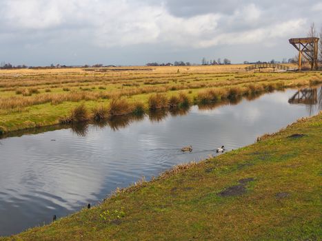 Netherlands rural landscape with polder canal and ducks