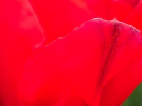 Close up image of red tulip  in field of flora park in The Netherlands, Holland. Keukenhof. Use as background.