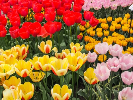 Red , yellow and pink tulips in field of flora park in The Netherlands, Holland. Keukenhof.