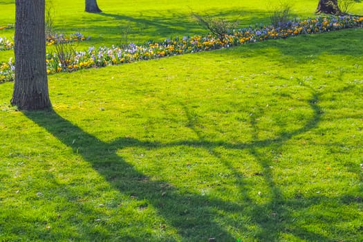 Tree shadow on green grass in field of flora park in The Netherlands, Holland. Keukenhof.