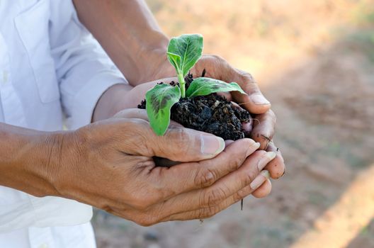 Human hands helping holding protection young plant , concept save the world