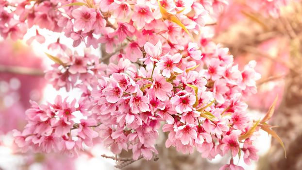 Cherry blossom in full bloom on a  tree branch. Shallow depth of field.