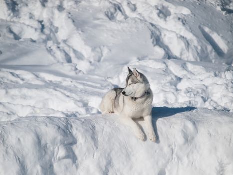 Beautiful Husky dog on the snow on a sunny winter day