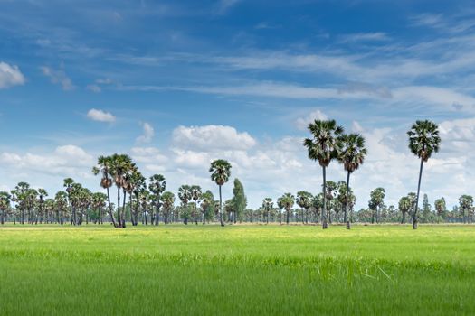 landscape of paddy field and sugar palm tree with blue sky background