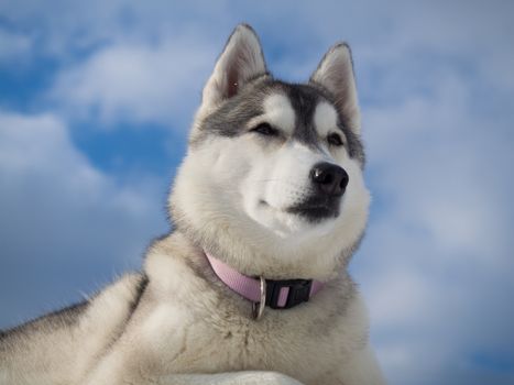 Portrait of a beautiful Husky dog lying on a heap of snow with blue cloudy sky as a background