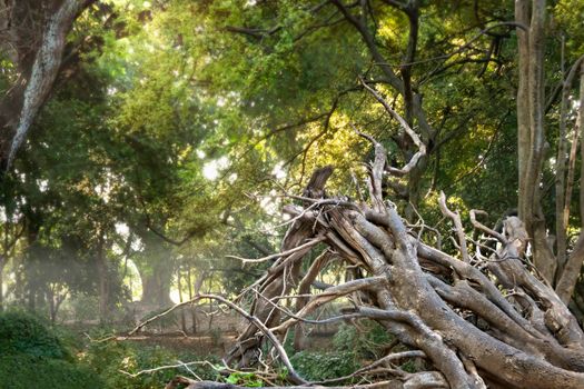 Roots of a tree and trunk in Asian tropical jungle