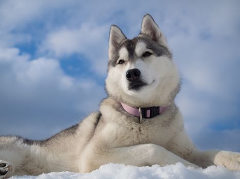 Portrait of a beautiful Husky dog lying on a heap of snow with blue cloudy sky as a background