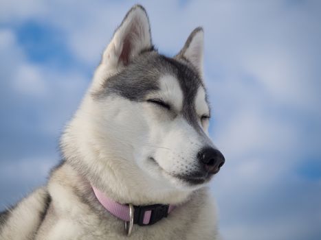 Portrait of a beautiful Husky dog lying on a heap of snow with blue cloudy sky as a background