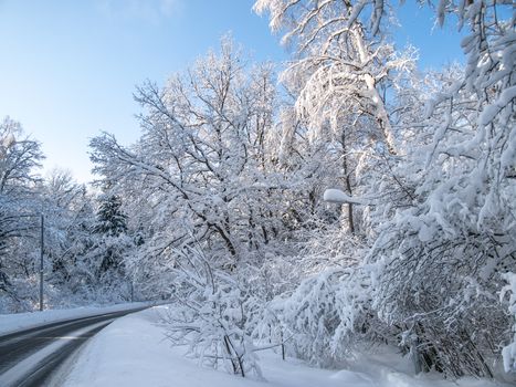 Road in a forest on a sunny winter afternoon after heavy snowfall