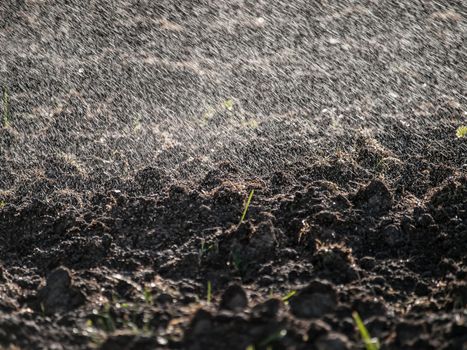 Sprayed drops of water falling on cultivated land like rain