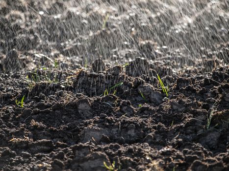 Sprayed drops of water falling on cultivated land like rain