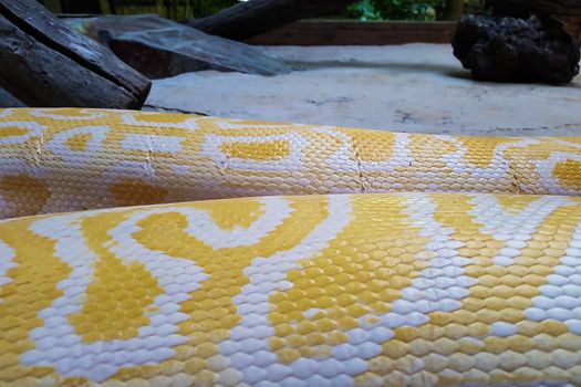 Skin texture. Yellow snake background.
