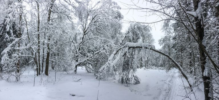 Panorama shot of a winter forest after heavy snowfal