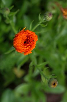 Top view of one red poppy flower on background of green meadow.