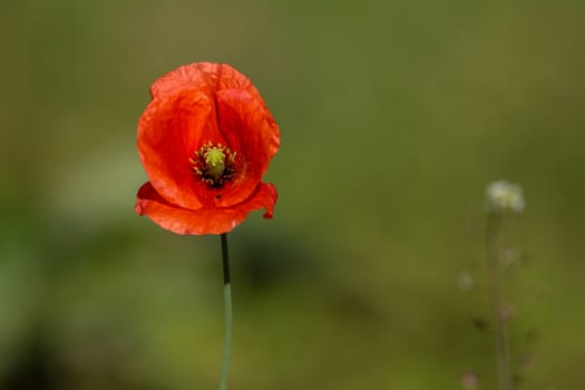 Top view of one red poppy flower on background of green meadow.