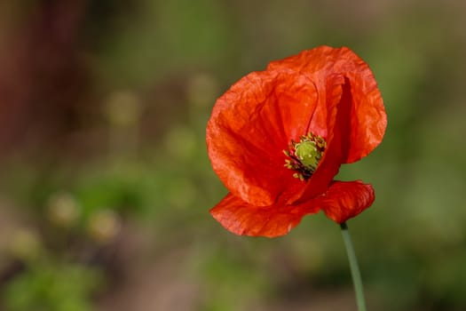 Top view of one red poppy flower on background of green meadow.
