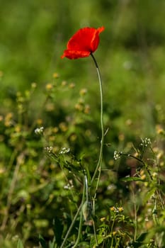 Top view of one red poppy flower on background of green meadow.