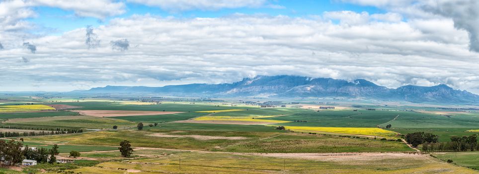 Panoramic farm landscape as seen from the Piekenierskloof Pass between Piketberg and Citrusdal in the Western Cape Province. Canola and corn fields are visible