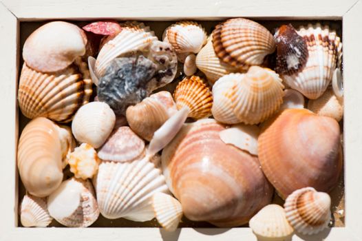 Shells of different shapes and colors in a wooden box.