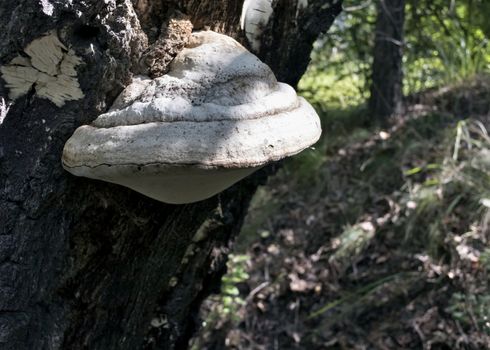 tinder, mushroom with the Latin name Fomes fomentarius, growing on a birch in the woods